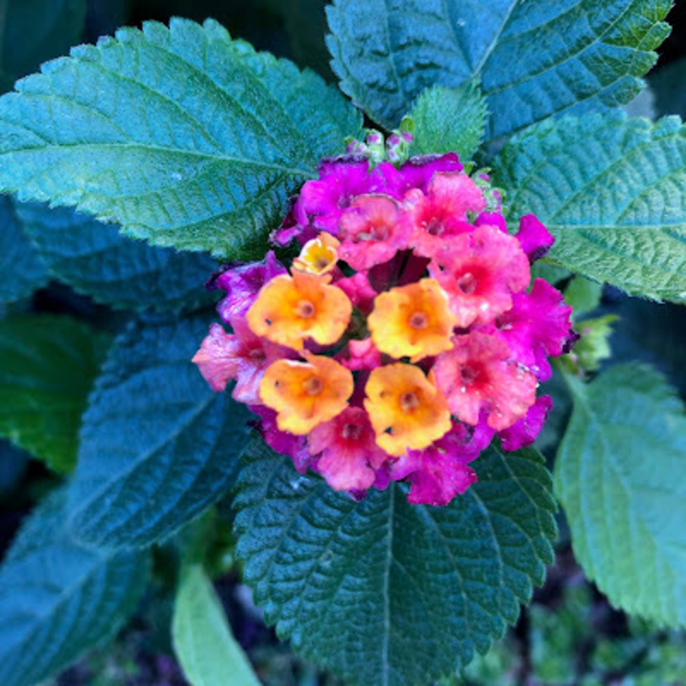 Meet your Posher, Maria